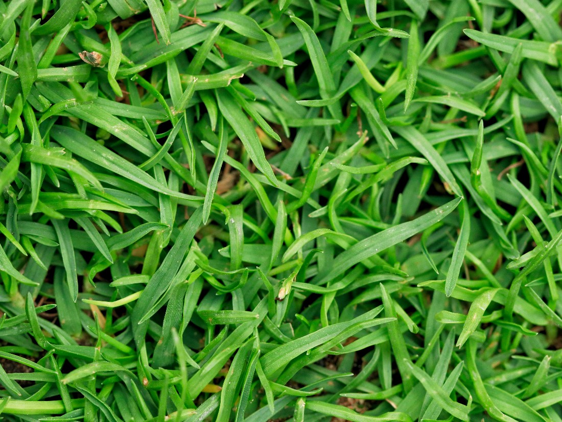 Bermudagrass