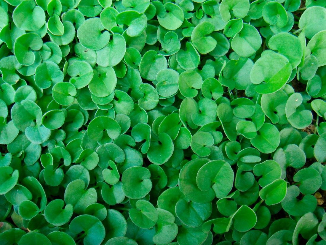 Dichondra (Fare Kulağı)