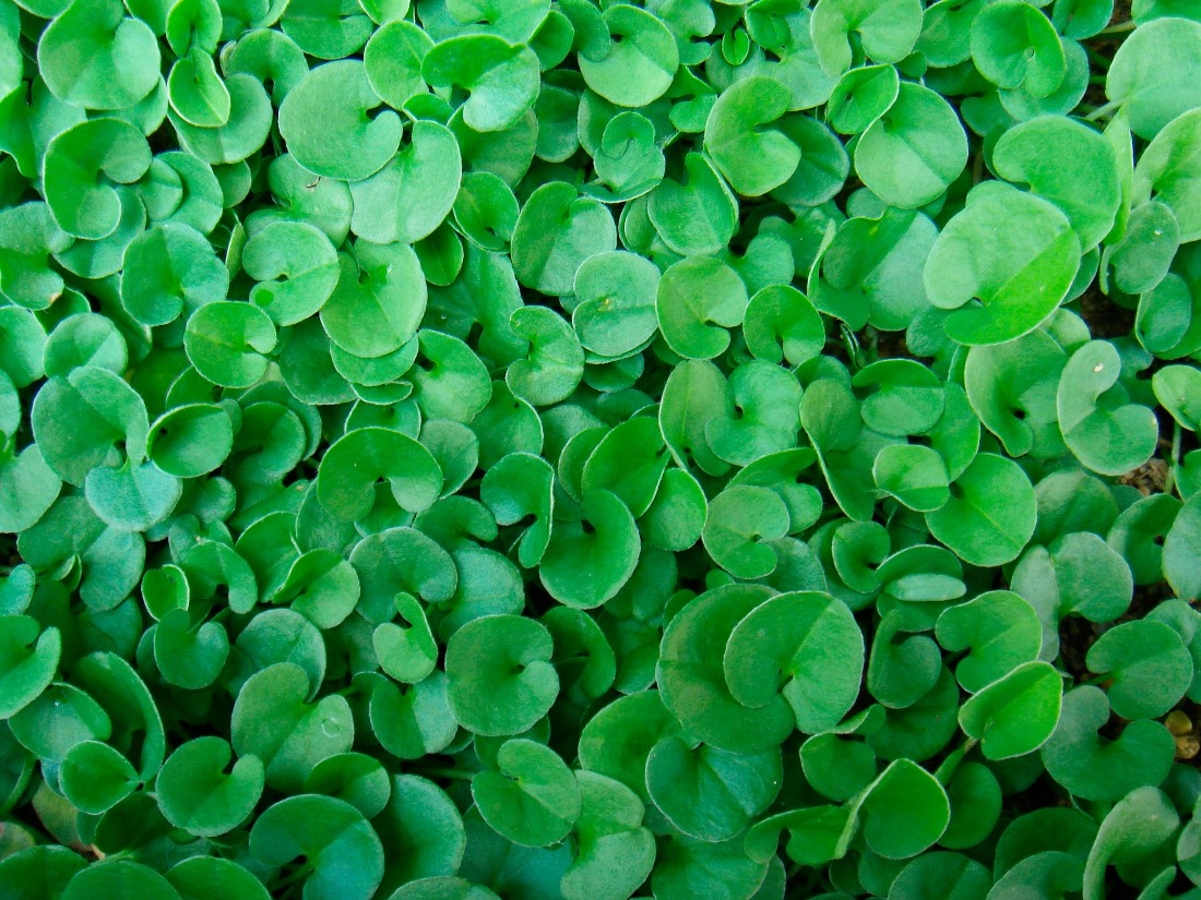 Dichondra Repens