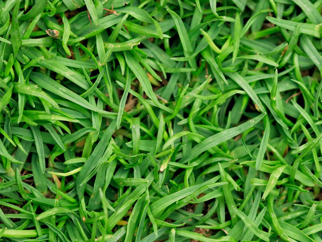 Bermudagrass (Köpekdişi Ayrığı)