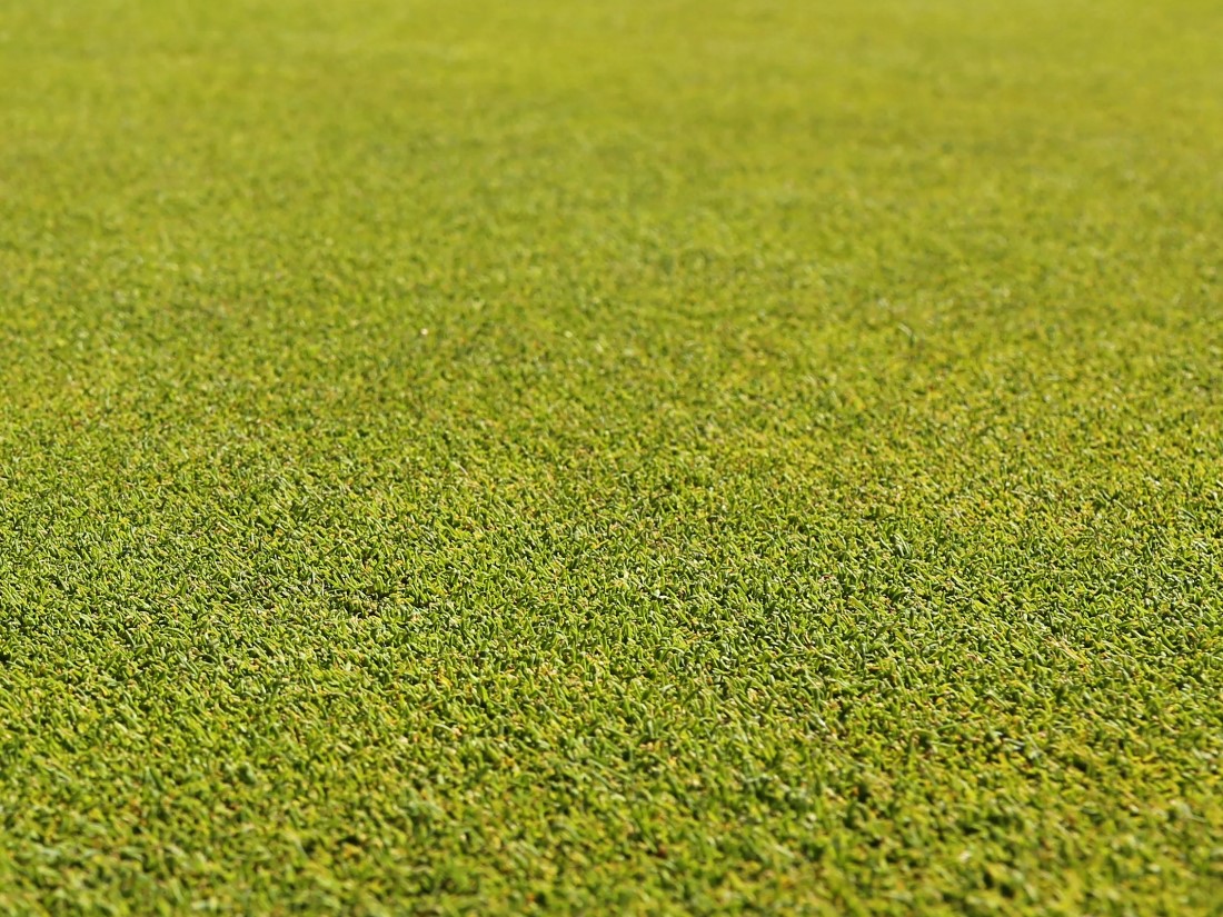 Poa Trivialis (Kaba Salkım Otu)