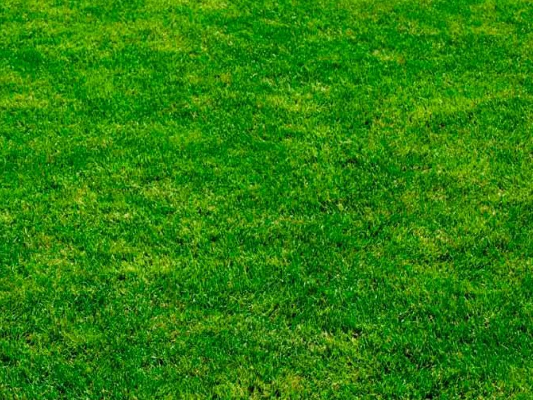 Festuca Arundinacea (Kamışsı Yumak)